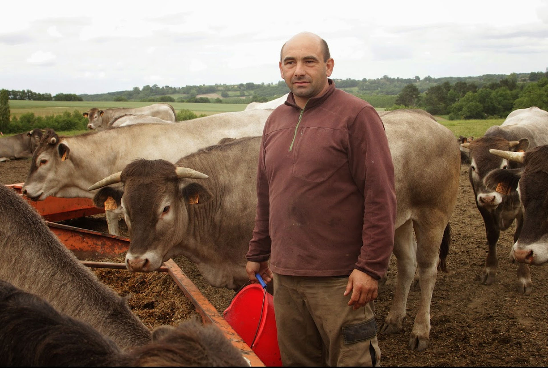 You are currently viewing Race bazadaise : les boeufs de Sébastien Manseau